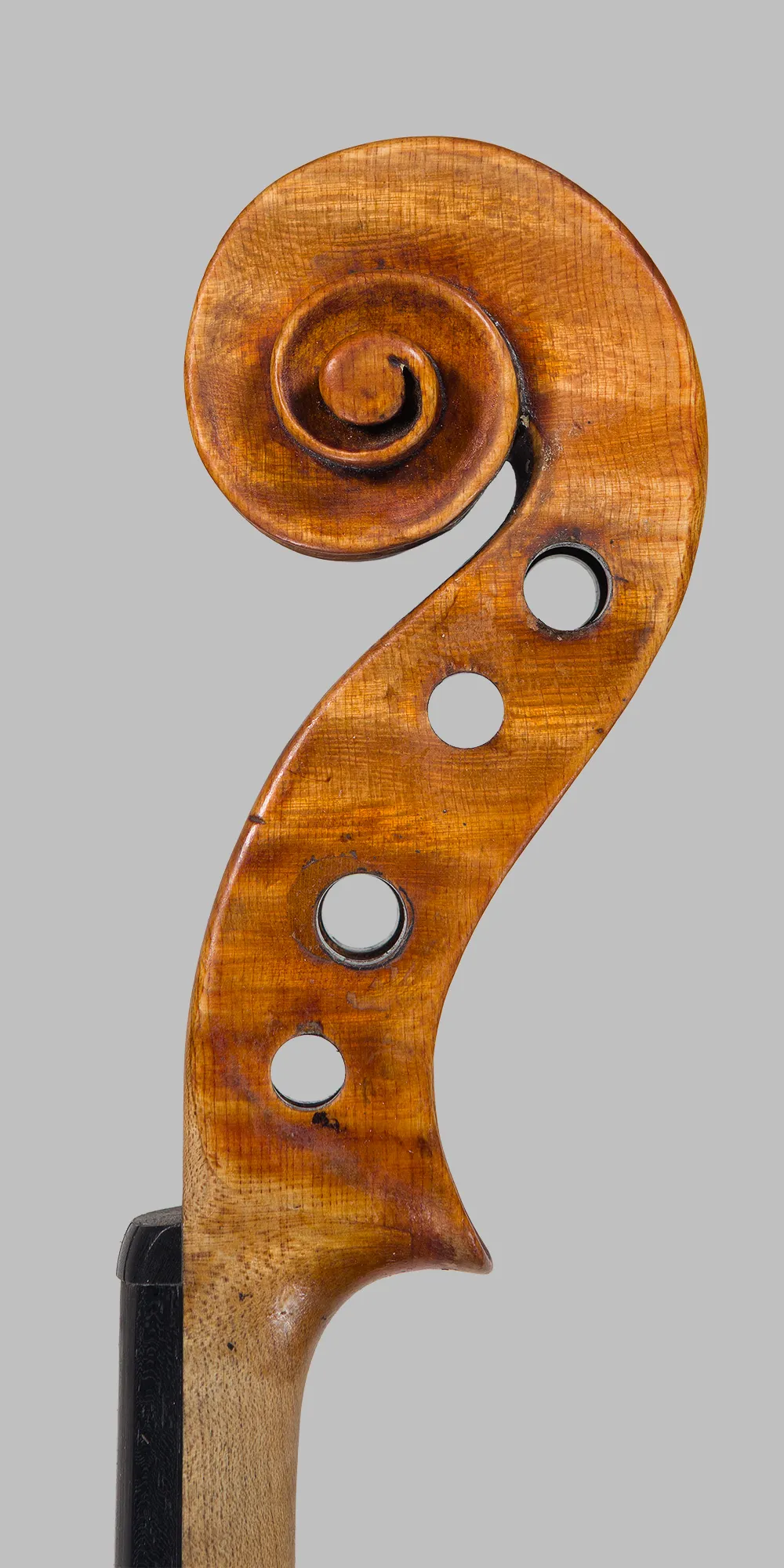 riccio lato acuti